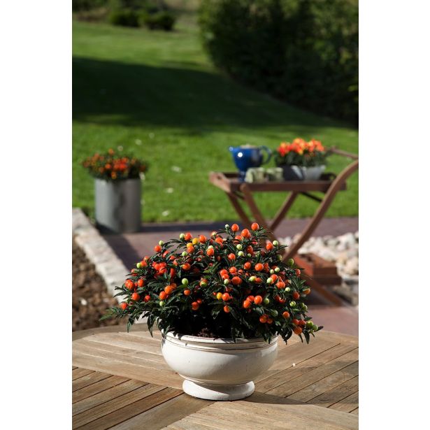 SOBNA ZELENA RASTLINA MADEIRN. KORALNI GRM L13