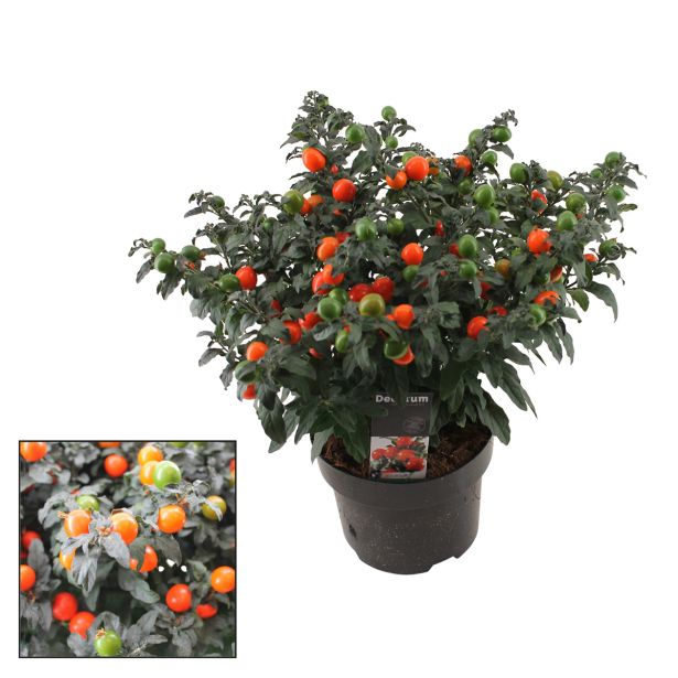 SOBNA ZELENA RASTLINA MADEIRN. KORALNI GRM L13