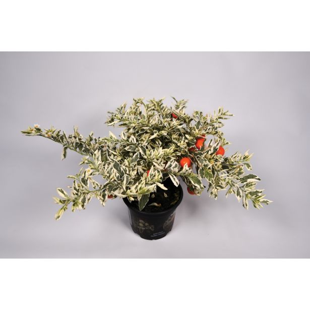 SEZONSKA RASTLINA MADEIRSKI KORALLNI GRM L12