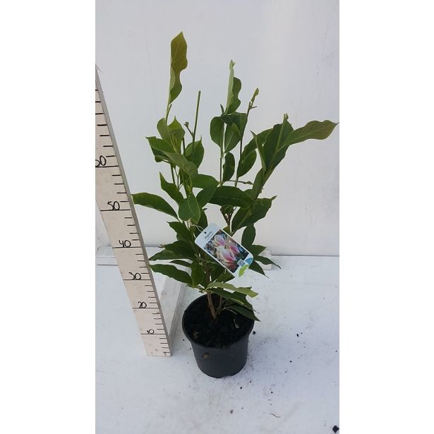 GRM MAGNOLIJA HEAVEN SCENT L19