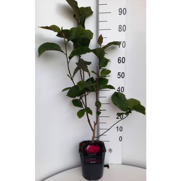 MAGNOLIJA BLACK TULIP' L21