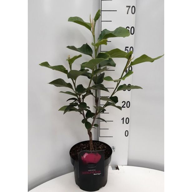 MAGNOLIJA BLACK TULIP L23