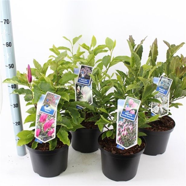 MAGNOLIJA DAPHNE L23