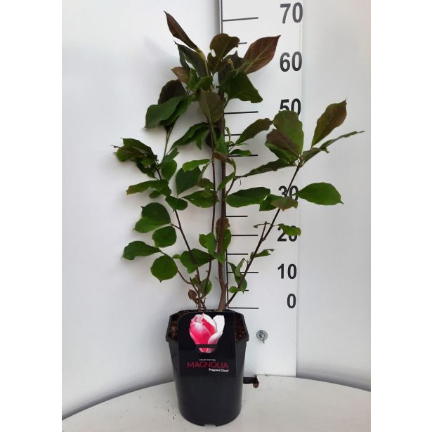 MAGNOLIJA FRAGANT CLOUD L21