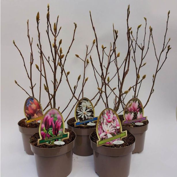 MAGNOLIJA MIX L20 CM