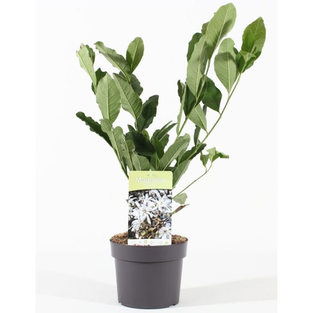 MAGNOLIJA MIX L3 L