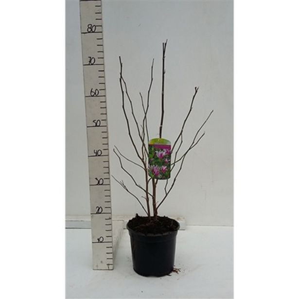 GRM MAGNOLIJA SUSAN BUSH RED L19