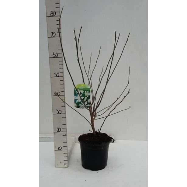 MAGNOLIJA ZVEZDASTA ROYAL STAR L19