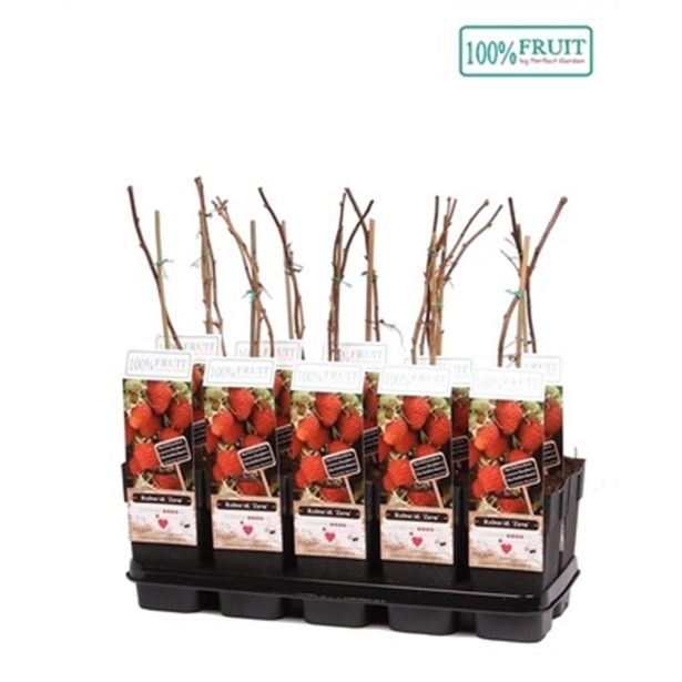 MALINA ZEFA HERBSTERNTE L15