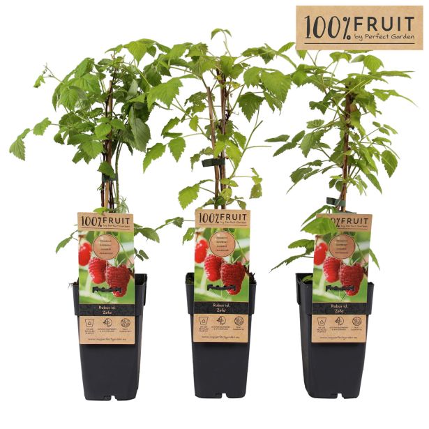 MALINA ZEFA HERBSTERNTE L15