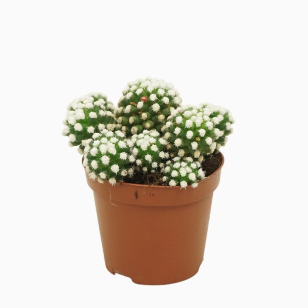 KAKTUS MAMILARIJA GRACILIS L8.5