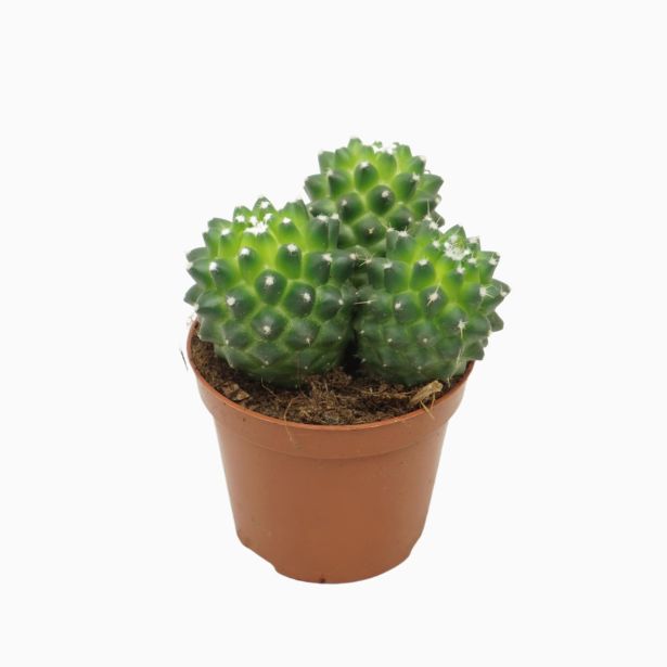 KAKTUS MAMILARIJA POLYTHELE L8.5