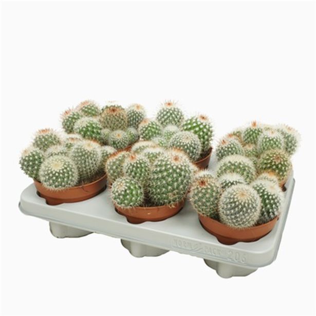 KAKTUS MAMILARIJA SPINOSISSIMA L12