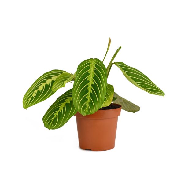 SOBNA ZELENA RASTLINA MARANTA LEUCONEURA LEMON LIME L12