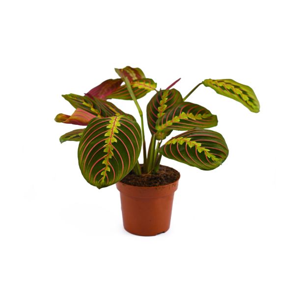 SOBNA ZELENA RASTLINA MARANTA LEUCONEURA L8.5