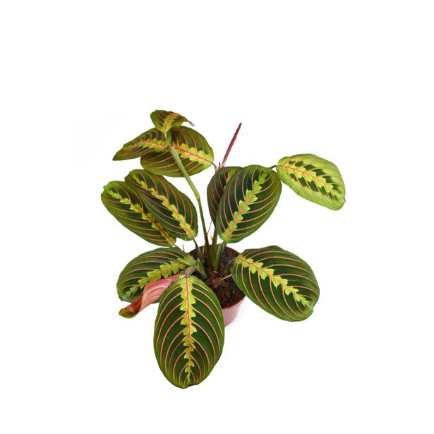 SOBNA ZELENA RASTLINA MARANTA LEUCONEURA L8.5