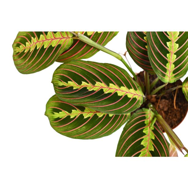 SOBNA ZELENA RASTLINA MARANTA LEUCONEURA L8.5