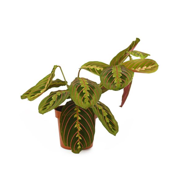 SOBNA ZELENA RASTLINA MARANTA LEUCONEURA L8.5