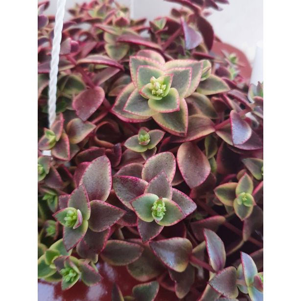 KRASULA MARGINALIS L 15