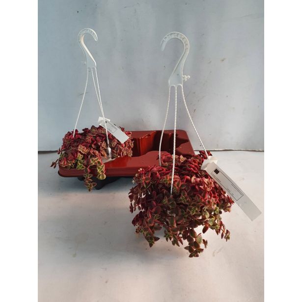 KRASULA MARGINALIS L 15