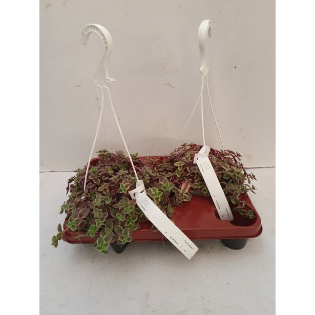 KRASULA MARGINALIS L 15