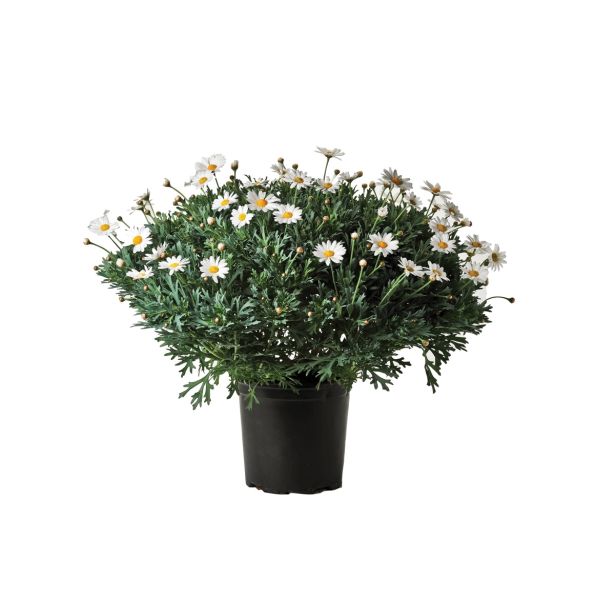 SEZONSKA RASTLINA MARJETICA