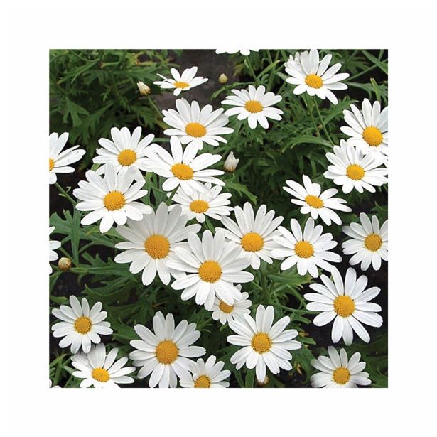 MARJETKA VOLMARY AMIS COLOURS L12