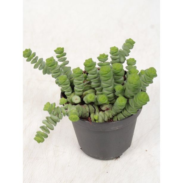 KRASULA MARNIERIANA L12