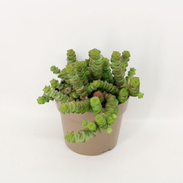 KRASULA MARNIERIANA L12