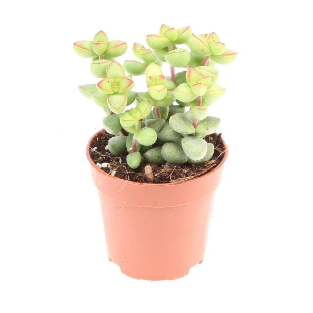 KRASULA MARNIERIANA L12