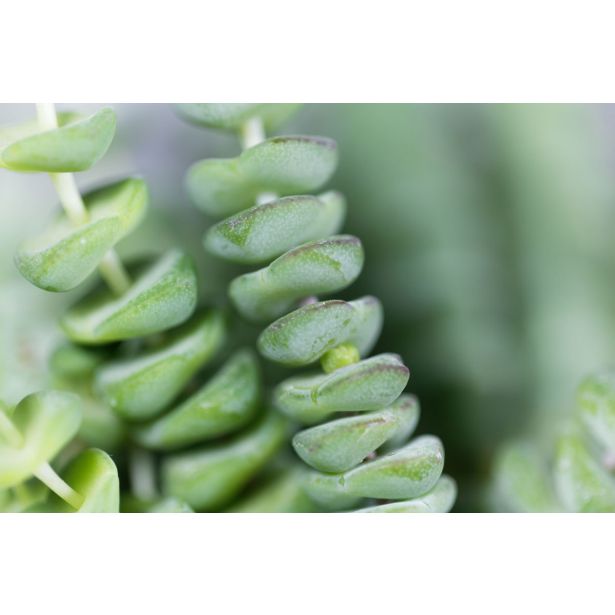 KRASULA MARNIERIANA L12