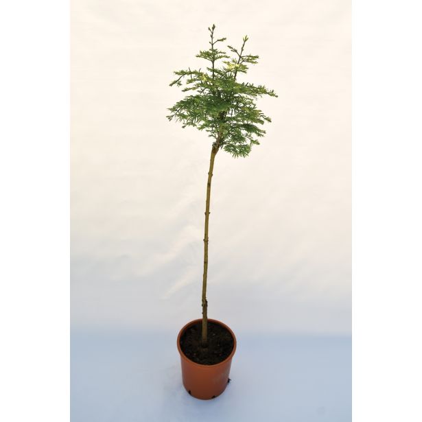 IGLAVEC METASEKVOJA 'HAMLET'S BROOM' L24