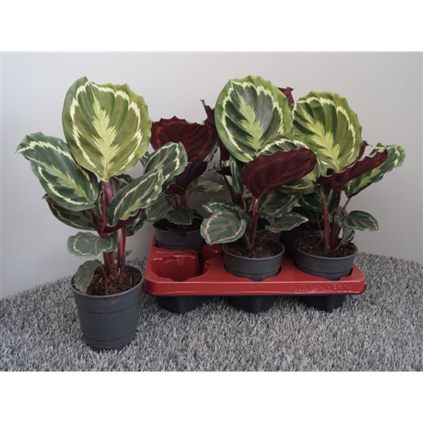 KALATEJA MEDALLION L12