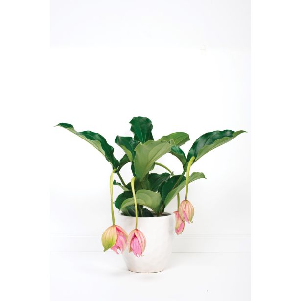 MEDENILA MAGNIFICA L17