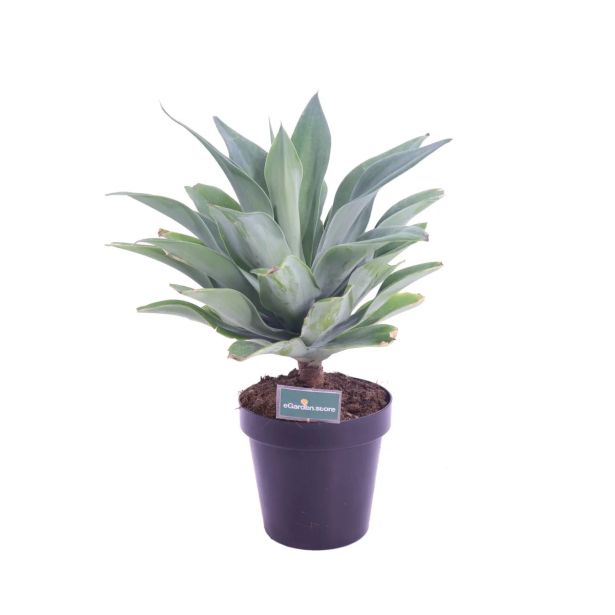 MEDITERANSKE RASTLINE AGAVA ATTENUATA