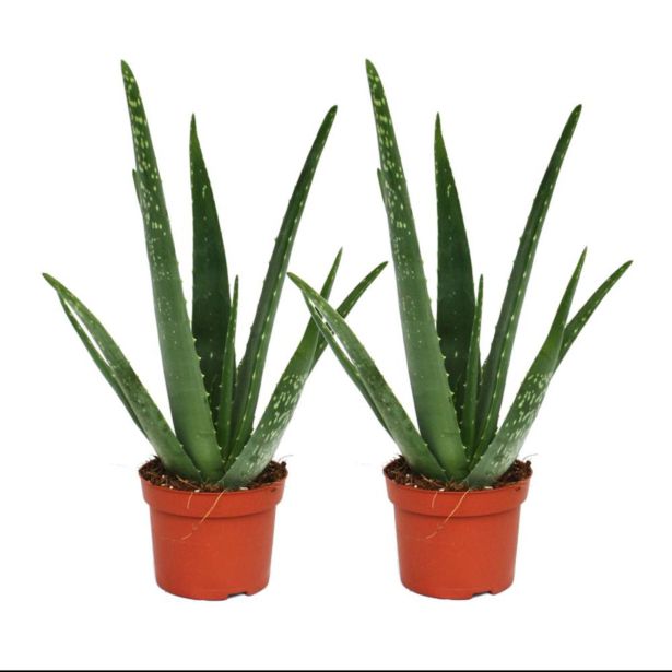 MEDITERANSKE RASTLINE ALOE L12