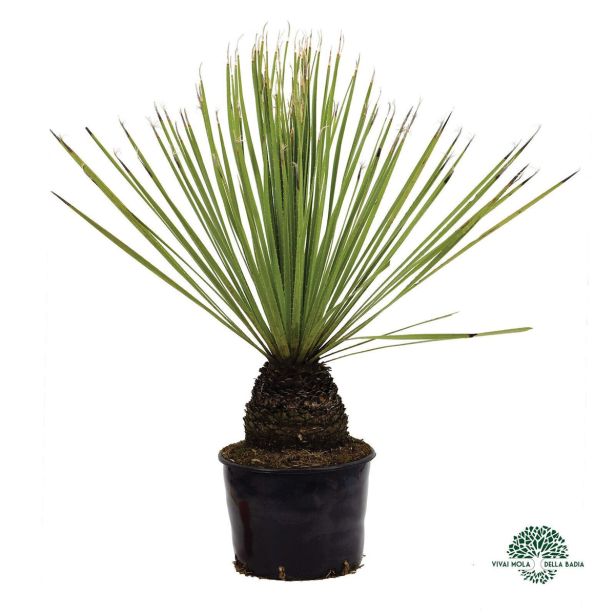 MEDITERANSKE RASTLINE DAISYLIRION SERATIFOLIUM