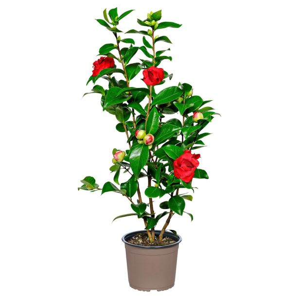 MEDITERANSKE RASTLINE JAPONSKA KAMELIJA L14 MIX