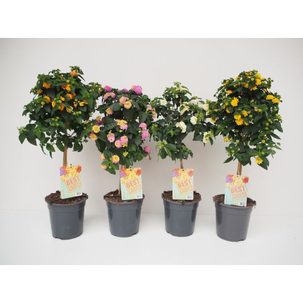 MEDITERANSKE RASTLINE LANTANA NA STEBLU MIX L19
