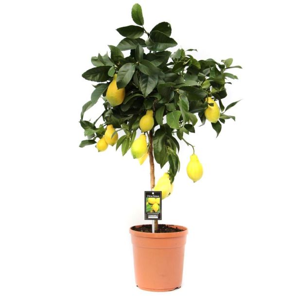 MEDITERANSKE RASTLINE LIMONA L22 CM