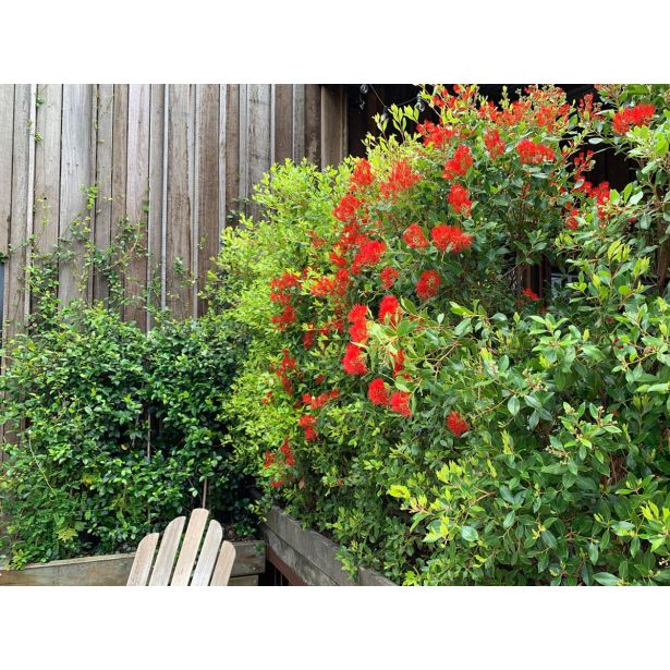 MEDITERANSKE RASTLINE NOVOZELANDSKO BOŽIČNO DREVO L22