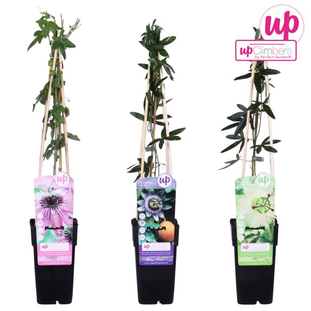 MEDITERANSKE RASTLINE PASIJONKA L15