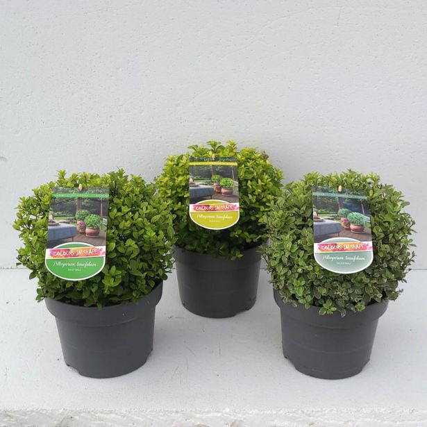 MEDITERANSKE RASTLINE PITTOSPORUM TENUIFOLIUM KROGLA L23 CM