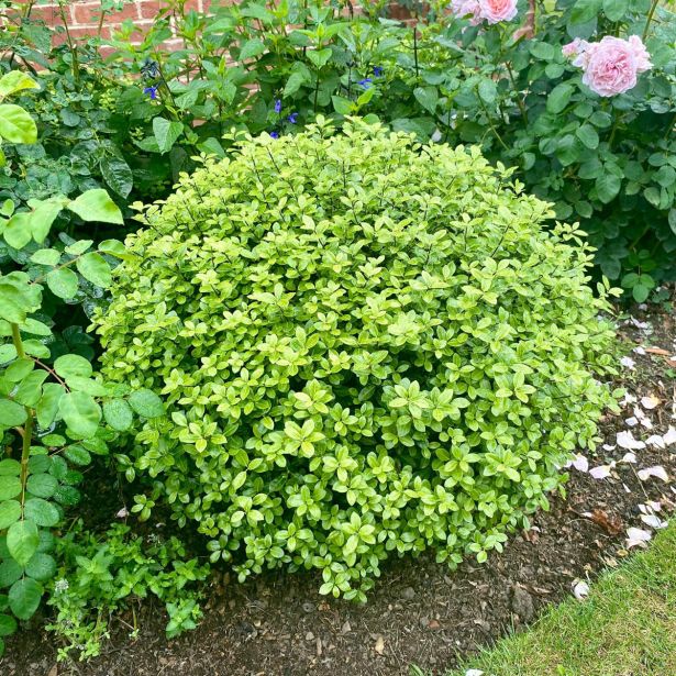 MEDITERANSKE RASTLINE PITTOSPORUM TENUIFOLIUM KROGLA L23 CM