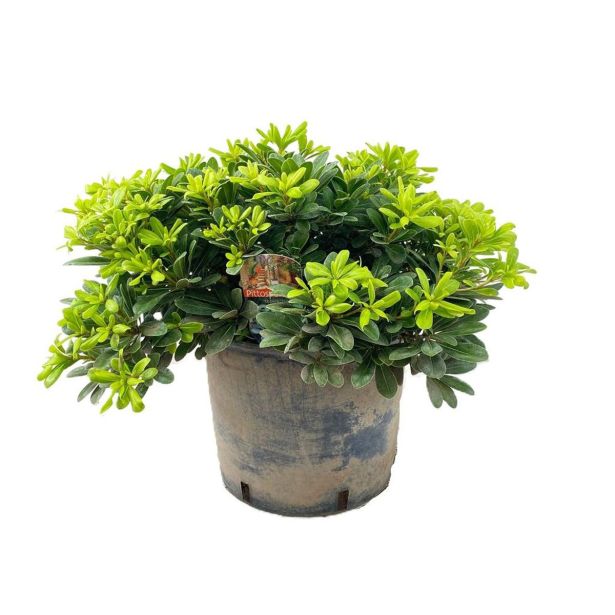 MEDITERANSKE RASTLINE PITTOSPORUM TENUIFOLIUM L17 CM
