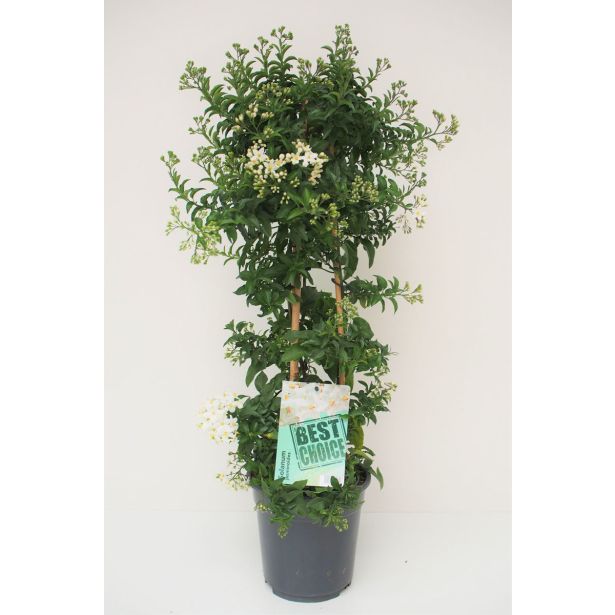 MEDITERANSKE RASTLINE SOLANUM JASMINOIDES L17