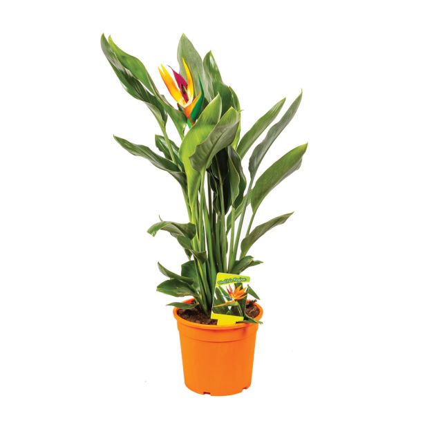 MEDITERANSKE RASTLINE STRELICIJA REGINA