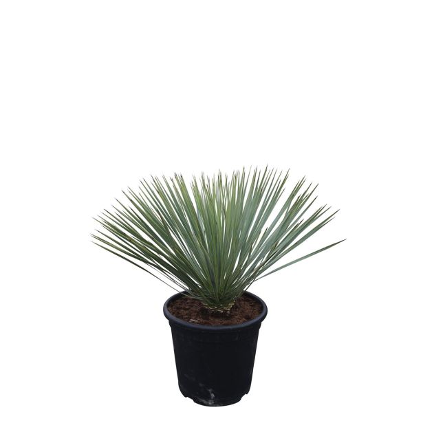 MEDITERANSKE RASTLINE YUCCA ARROSTRATA