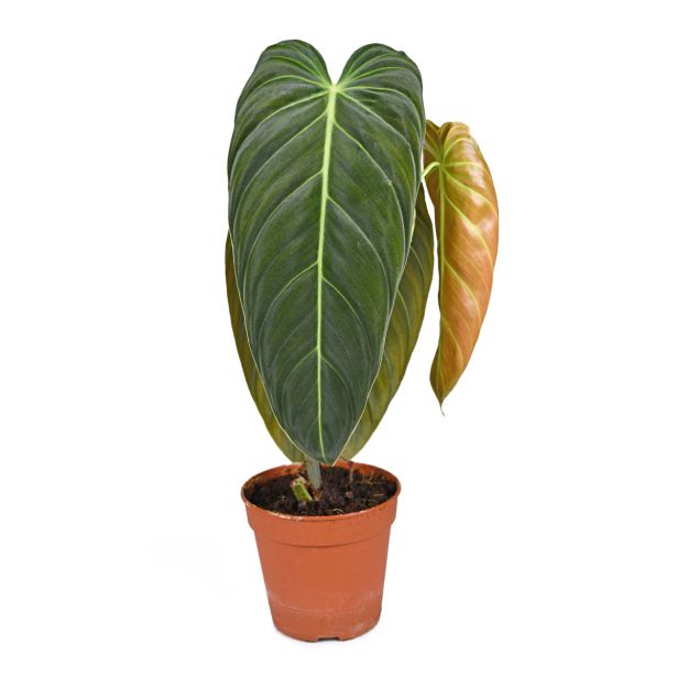 FILODENDRON MELANOCHRYUM L12