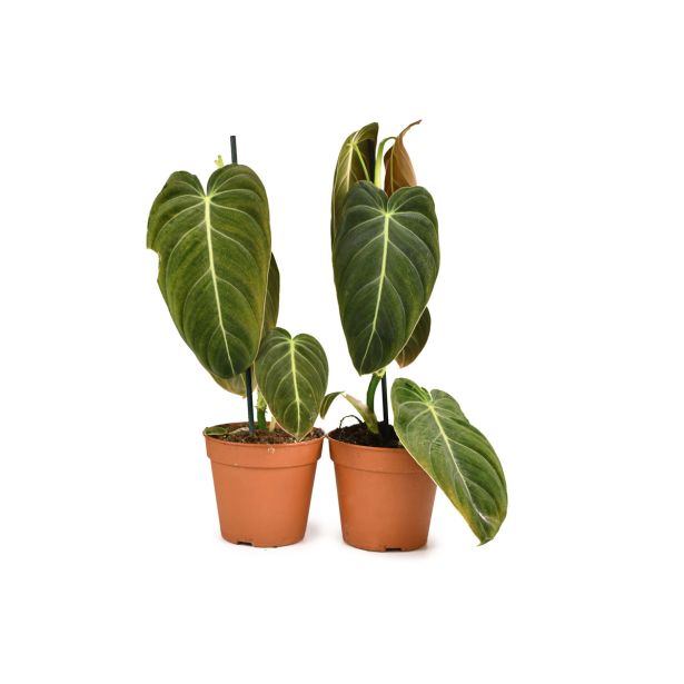 FILODENDRON MELANOCHRYUM L12